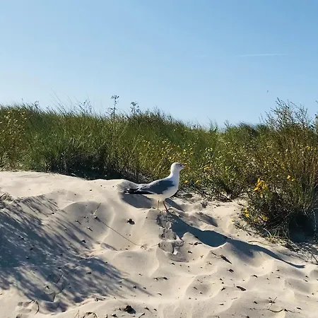 Haus Am Park - 24 Ostseebad Kühlungsborn